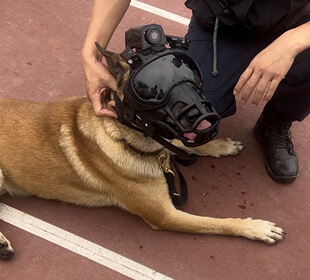 警犬战术遥控头盔口笼