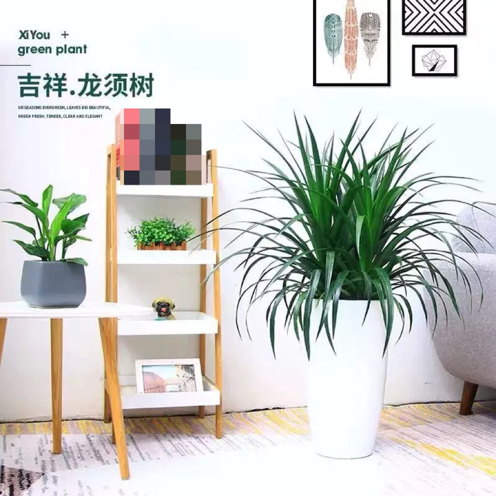 合肥送货上门 龙须树 龙须兰盆栽 办公室 客厅 室内大型绿植 盆栽