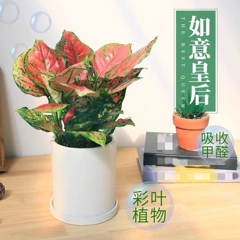 如意 小型桌面 盆栽 室内 花卉 绿植 合肥绿植 盆栽花卉送货上门