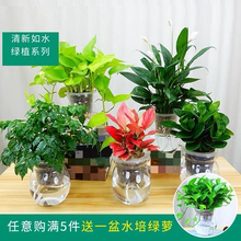 水培植物绿萝盆栽吊兰常春藤发财树室内办公桌面水培盆栽合肥同城