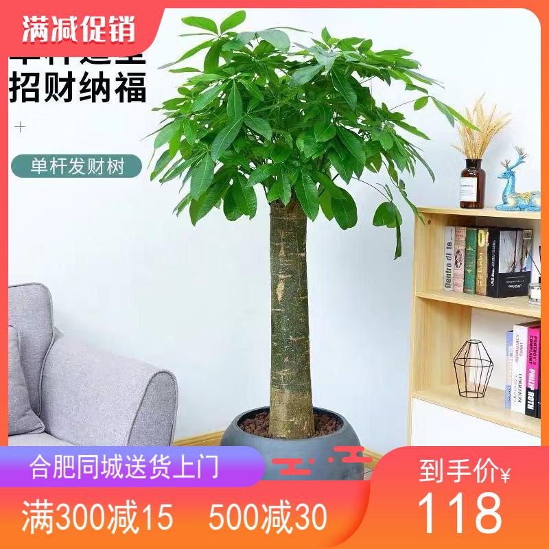 合肥送货上门开业送礼发财树盆栽室内客厅大型树桩植物绿植办公室