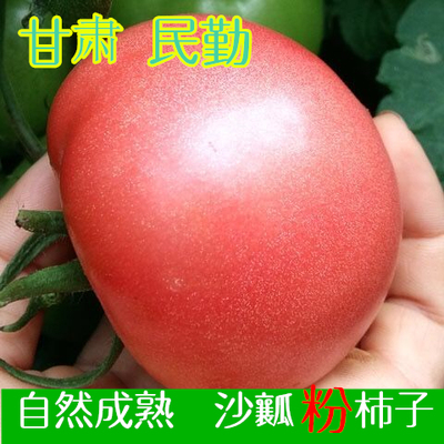 甘肃沙瓤西红柿番茄斤可生吃整箱