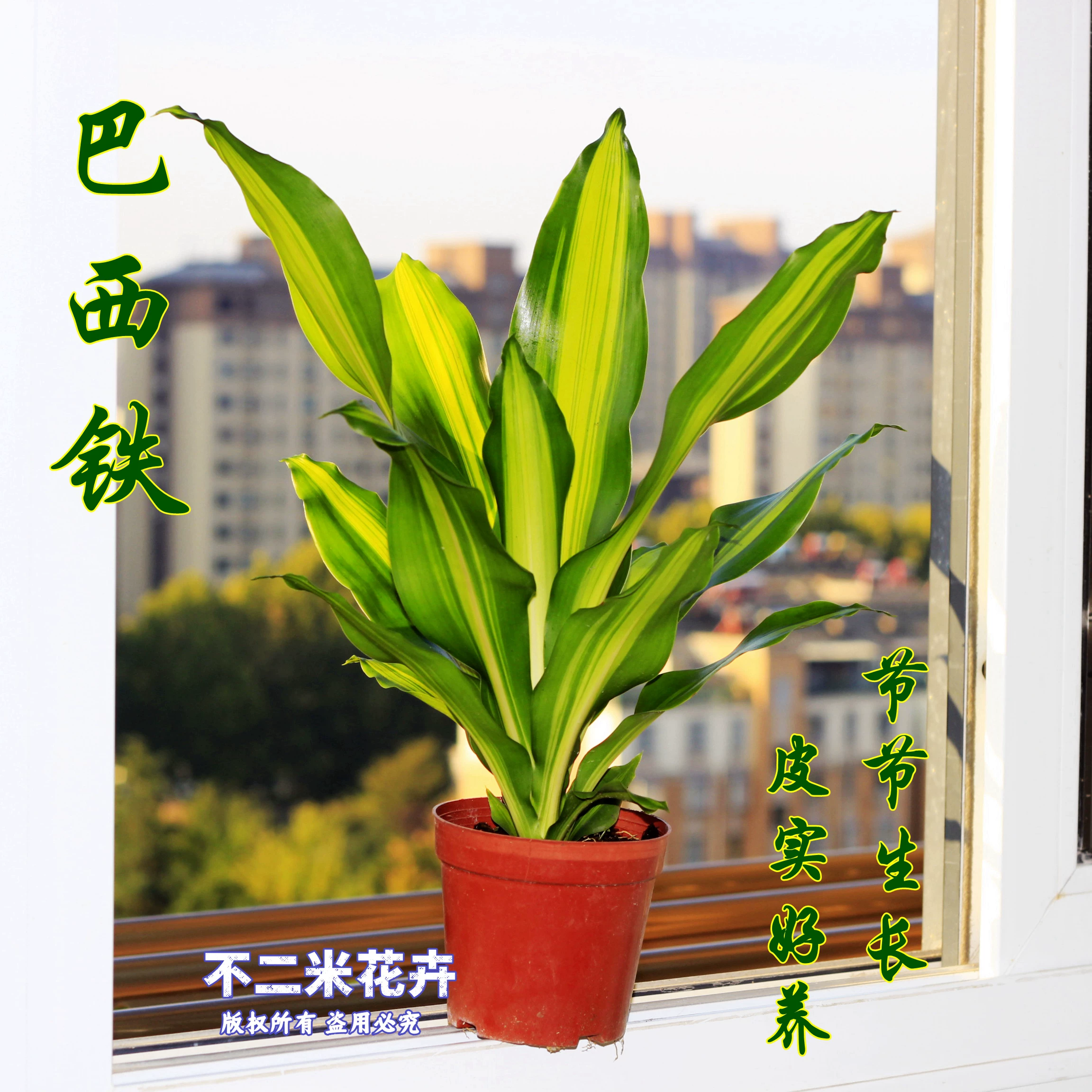 【基地直发】金心也门铁巴西铁盆栽懒人净化空气客厅绿植巴西美人