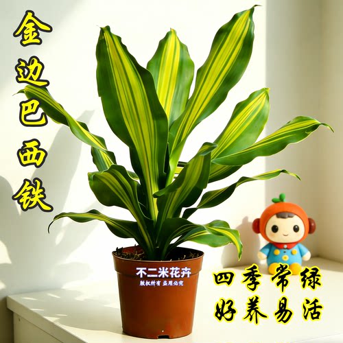 【基地直发】金心也门铁巴西铁巴西木香龙血树植物客厅办公室盆栽