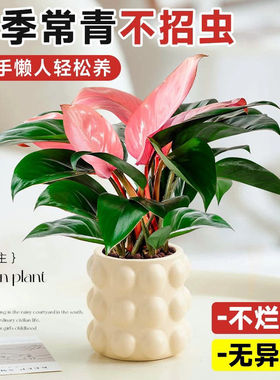 【粉钻粉公主】大叶金钻蔓绿绒水培植物室内吸甲醛新房绿萝绿植