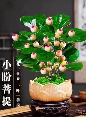 【小盼菩提带果】盆景菩提树好养绿植防辐射办公室客厅四季常青