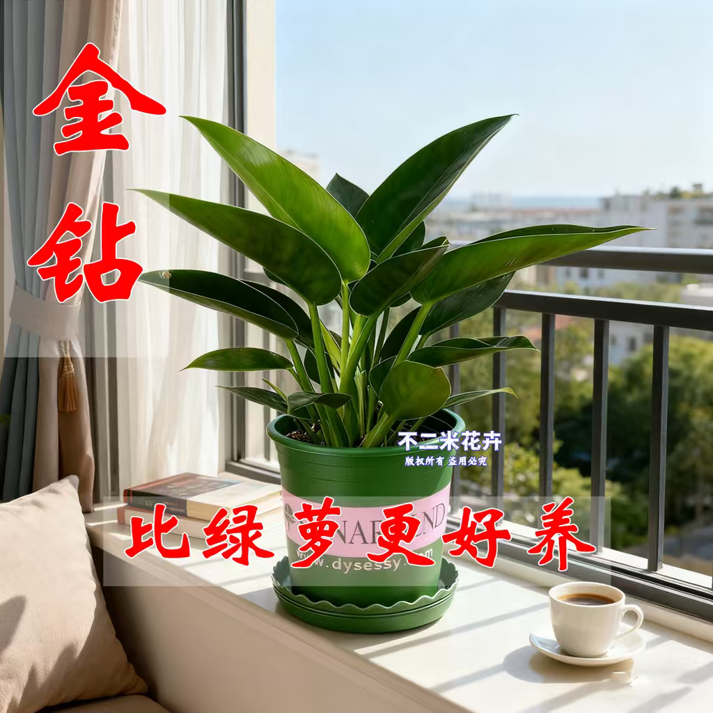 大叶金钻红钻蔓绿绒盆栽绿萝水培绿公主植物客厅卧室四季好养花卉