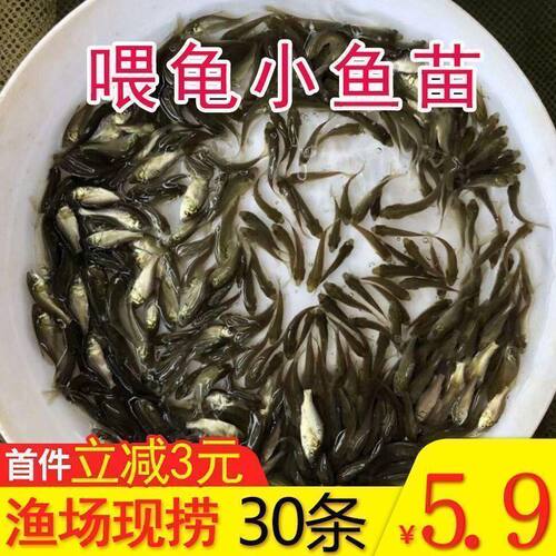 饲饵鱼麦穗鱼小鱼苗喂龙
