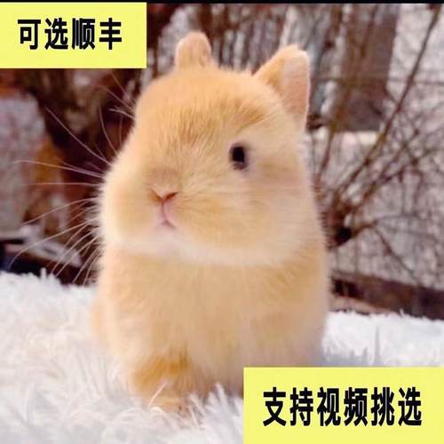 迷你侏儒兔子长不大寝室