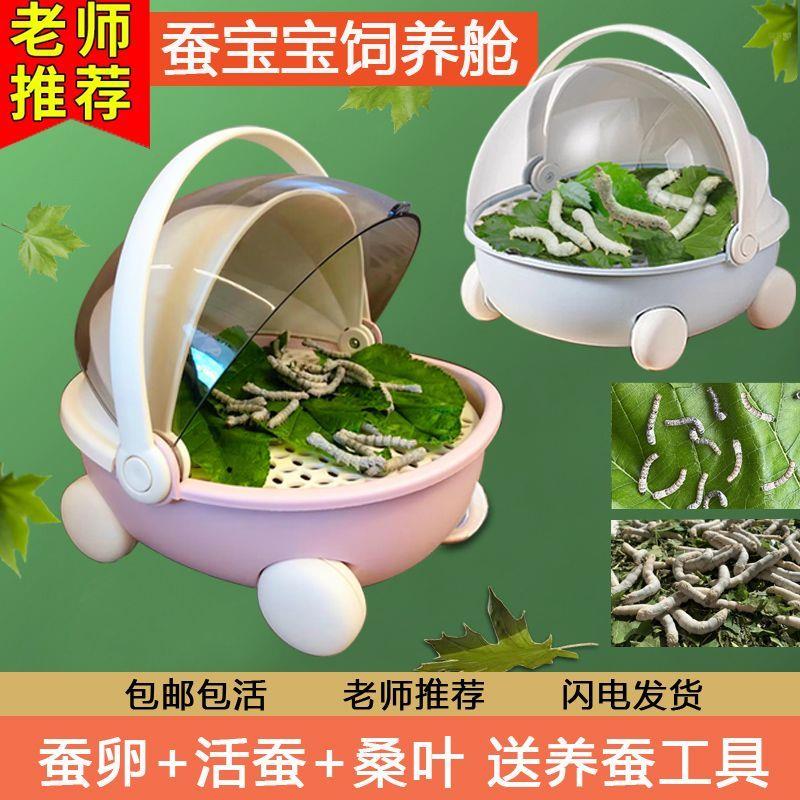 蚕宝宝学生养蚕套装活体蚕卵活物幼蚕观察饲养盒箱新鲜桑叶太空舱