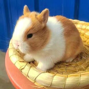 小兔子活物侏儒兔长不大迷你小型公主荷兰垂耳兔小白兔家养宠物兔