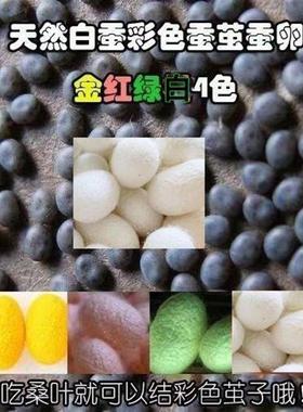 纯天然白蚕结红黄绿橘4色茧子蚕卵蚕种蚕蛋蚕子色彩买就送饲养手