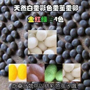 纯天然白蚕结红黄绿橘4色茧子蚕卵蚕种蚕蛋蚕子色彩买就送饲养手