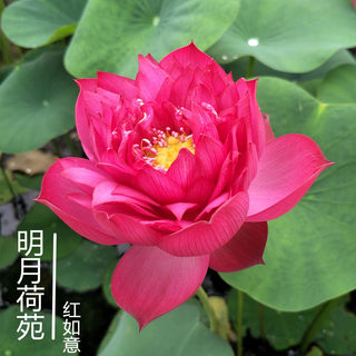 【红如意】种藕小型可微丰花碗莲盆栽荷花水生花卉多年生阳台