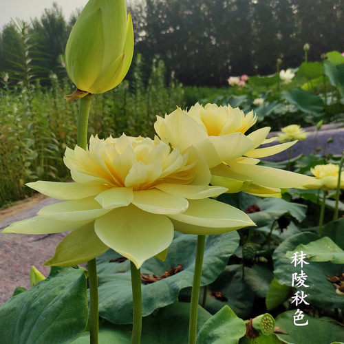 【秣陵秋色】 种藕 中型盆栽荷花阳台多年生观花植物水生花卉碗莲