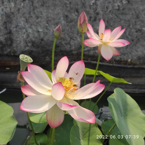 碗莲成品微型水生花卉