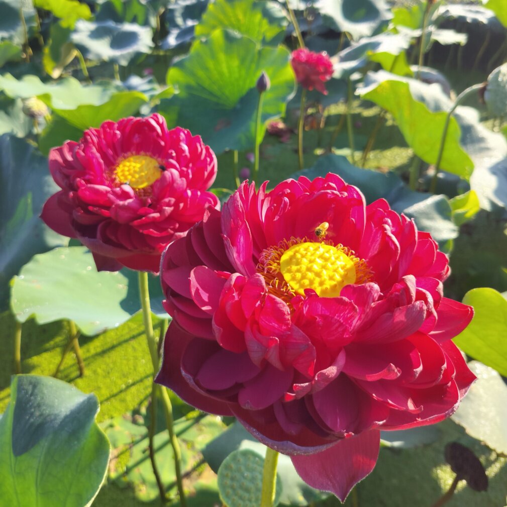 【天中红霞】大型红色富贵重瓣种藕盆栽池栽荷花水生花卉庭院露台