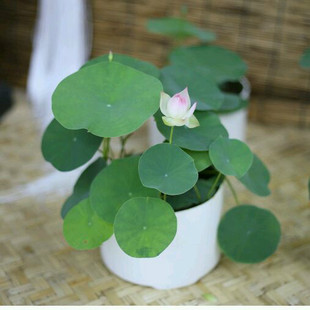 明月荷苑处子落小型可微型碗莲种藕阳台水生花卉盆栽荷花明月荷苑