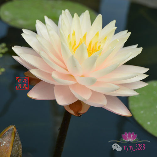 羞涩腮红重瓣花瓣多惊艳耐寒睡莲