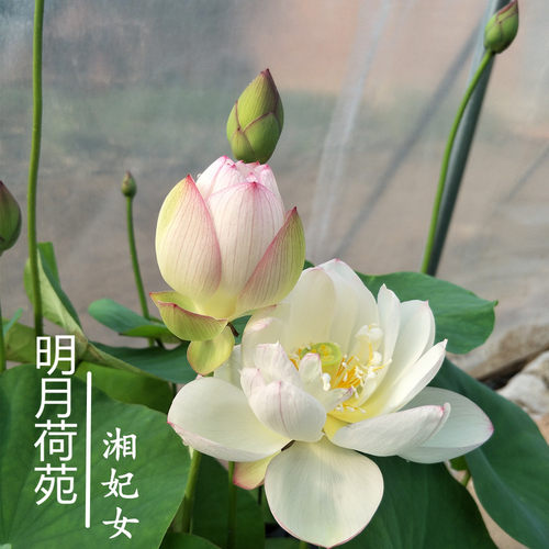 盆栽明月阳台水生花卉微型碗莲