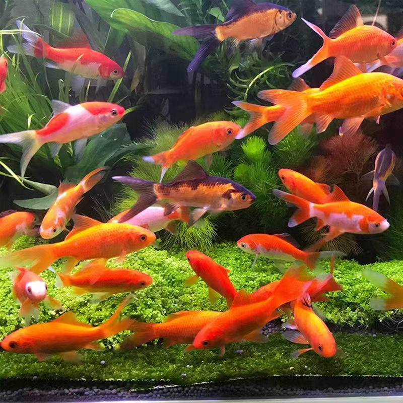 好养活金鱼冷水淡水体格好