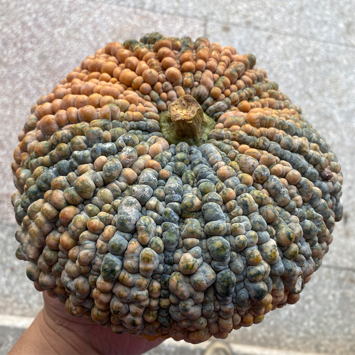 桂林农家癞皮南瓜板栗南瓜形状怪