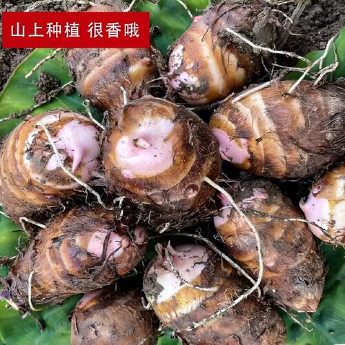 芋艿新鲜红芽芋头江西红芽芋现挖现发软糯香粉牛奶芋头红芽小芋仔
