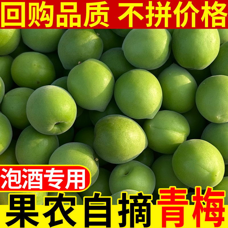 福建诏安精选新鲜青梅果野生酸梅子泡酒酵素当季水果青梅鲜果大果
