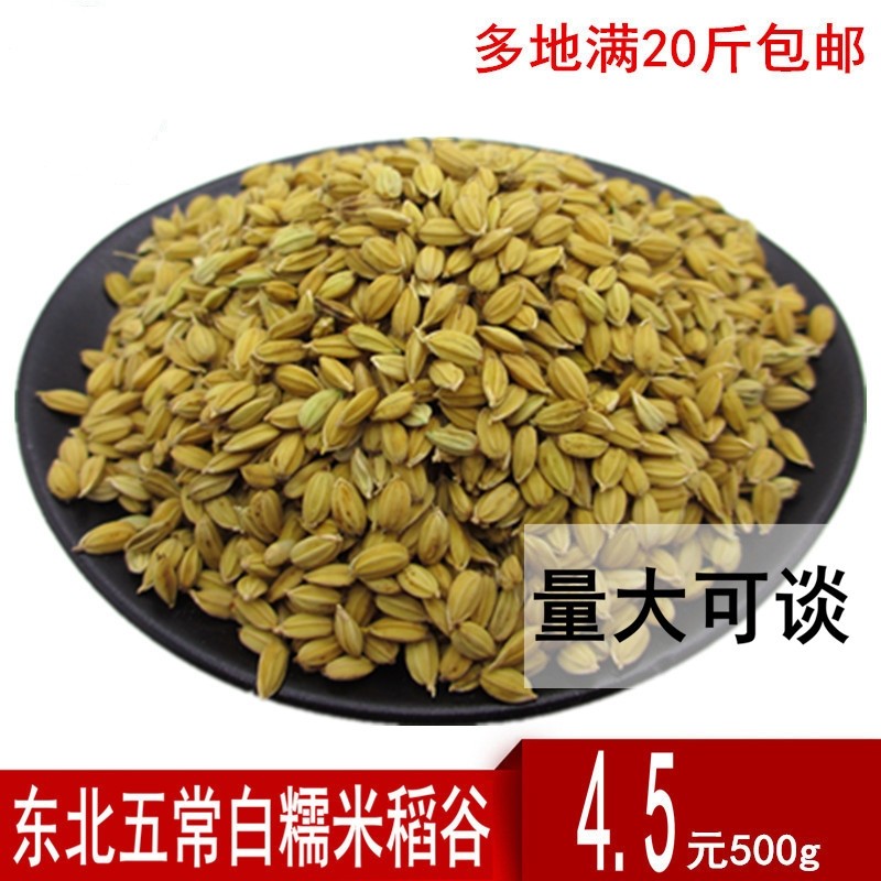 东北23年新五常白糯米稻谷带壳江米粘稻子醪糟圆粒黏水稻酿酒500g