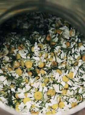 洋甘菊纯露 痱zi克星100%天然补水保湿舒huan敏gan肌孕妇可用