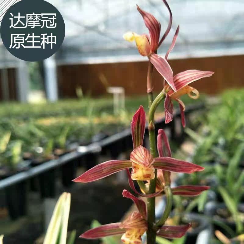 墨兰达摩爪青叶达摩矮种老种金边线艺盆栽兰花