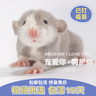 花枝鼠活物宠物大体亲人幼崽宿舍寝室异宠小朋友饲养超乖视频挑选