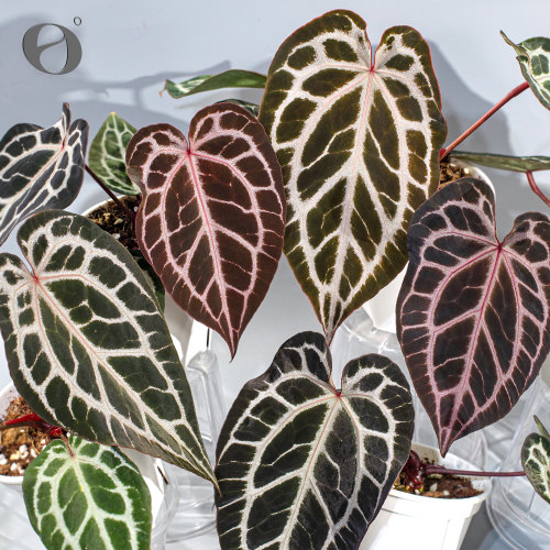 活性植物/ 骨纹皇后花烛 天南星科室内绿植观叶植物