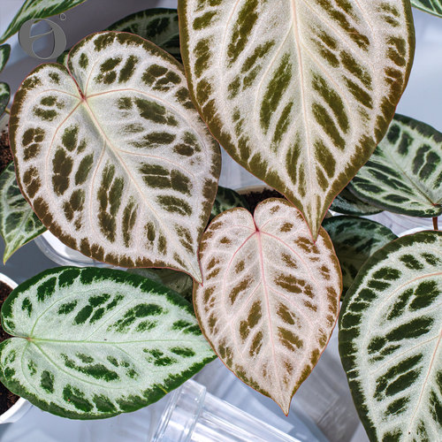 活性植物/ 新品 谜语精灵花烛 红皇后杂满银铜锣烧 室内观叶植物