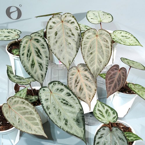 活性植物/ 新品 面纱舞裙花烛  天南星科室内绿植盆栽