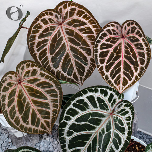 活性植物/ 荆棘鸟花烛  天南星科绿植盆栽阳台植物