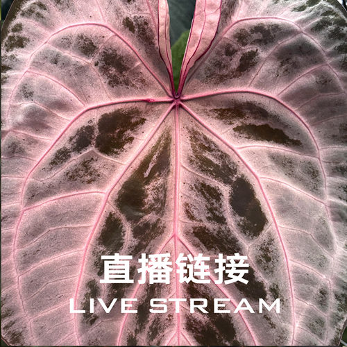 【物拍链接1】8.29直播 迷雾仙踪花烛 天南星科室内观叶植物