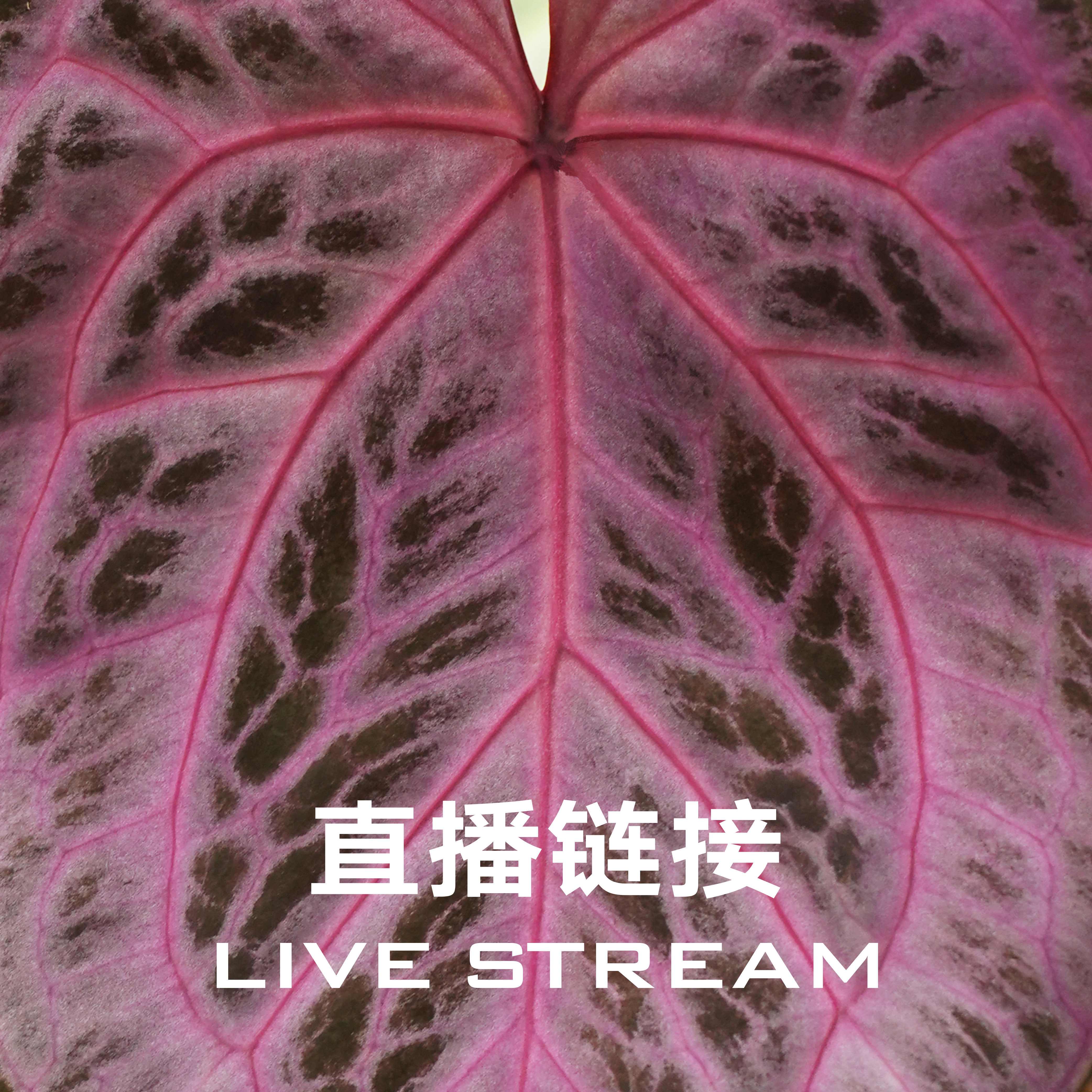 9.18 红水晶杂粉色面纱+银色衬裙杂红皇后F2  天南星科室内花烛