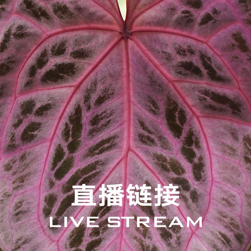 9.18 红水晶杂粉色面纱+银色衬裙杂红皇后F2  天南星科室内花烛
