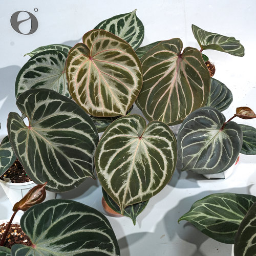 活性植物/  8.23直播 KOS花烛籽播苗  天南星科室内绿植观叶植物