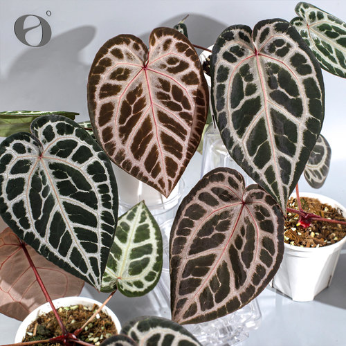 活性植物/ 糖果派对花烛 天南星科绿植盆栽观叶植物