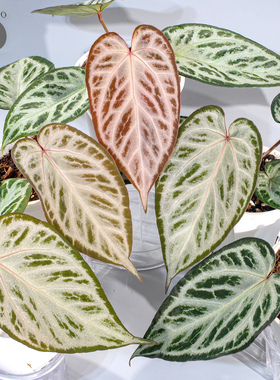 活性植物/ 新品 银络奇迹花烛 红钻石杂蝶叶银刷子 室内观叶植物
