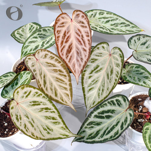 活性植物/ 新品 银络奇迹花烛 红钻石杂蝶叶银刷子 室内观叶植物