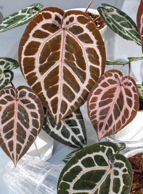 活性植物/红色骨纹花烛3.0 天南星科室内绿植盆栽