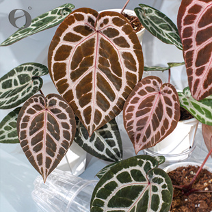 活性植物/红色骨纹花烛3.0 天南星科室内绿植盆栽