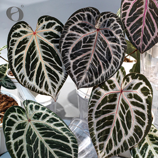 活性植物/红皇后2.0花烛  天南星科绿植盆栽阳台植物