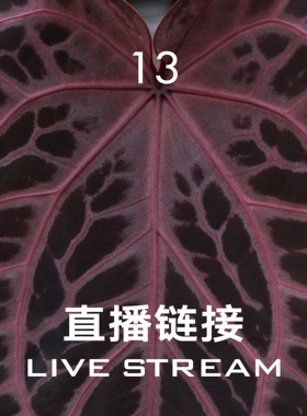 【直播链接13】7.5直播  388明盒101-125 天南星科室内观叶植物