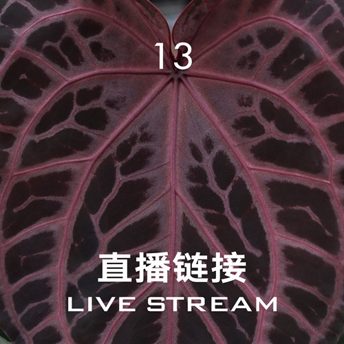 【直播链接13】8.23直播 红伊芙F2花烛 天南星科室内观叶植物