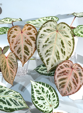 活性植物/ 新品 草莓熊花烛 粉色面纱杂迷幻乐园 天南星科植物