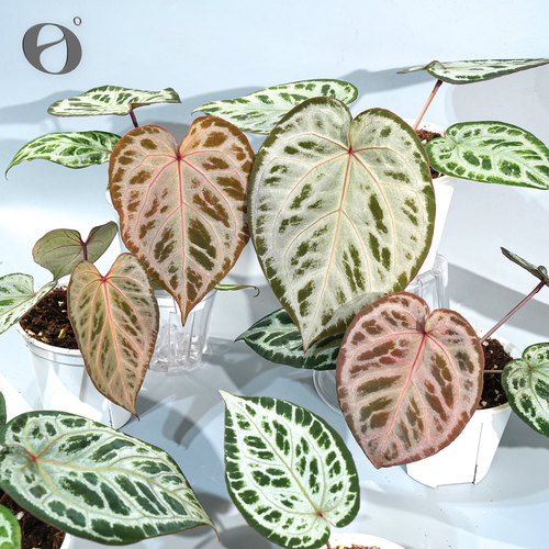 活性植物/ 新品 草莓熊花烛 粉色面纱杂迷幻乐园 天南星科植物